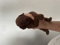 Dark Brown Teacup Poodle Aşılı