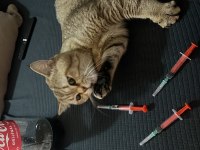 1 Yaşında Scottish Ve Tekir Kırması Kedimiz