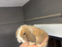 Hollanda cüce ve mini lop tavşan her yere gönderim var