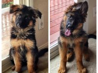 Asalet ve gücün sembolü alman çoban köpeği yavruları