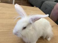 6 Ocak Doğumlu Mini Lop Tavşan