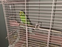 Damızlık Çift Muhabbet Kuşu (Malzemeler Dahil)