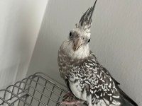 Ele Alışık Sultan Papağanımız Rıfkı