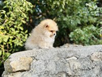 Ruhsatlı İşletmeden Her Renk Pomeranian Boo