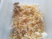 Gonzales Hamster Bebekler