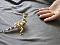 Leopard Gecko