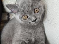 3 Aylık Dişi British Shorthair Kedisi
