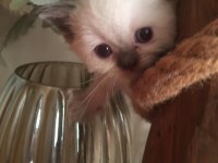 British Shorthair Yavru Kediler