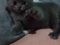 Kısırlaştırma desteği karşılığı ücretsiz kediler