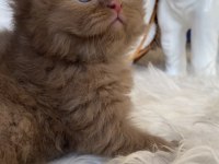 Safkan British Shorthair Bebeklerim