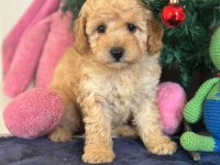 Yasal çiftlikten toy poodle yavru