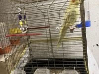 1,5 Yaşında Erkek Sultan Papağanı