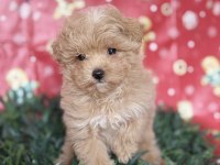 Tüy Yumağı Maltipoo