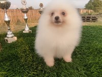5 Aylık Sevimli Pomeranian Yavrumuz