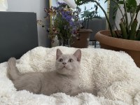 Erkek British Shorthair Yavrumuz Yeni Ailesini Aramakta
