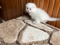 Scottish Fold Güzellik