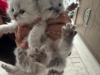 Prenslerim British Longhair