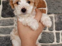 Sevimli Terrier Yavruları Yuvalarını Arıyor