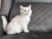 Son erkek british shorthair yavrumuz