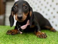 Safkan dachshund (sosis) köpeklerimiz