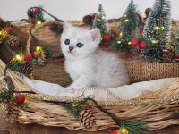 Saf kan hattı scottish straight