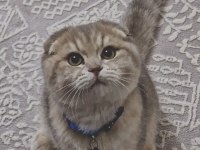 Uysal ve oyuncu scottish fold