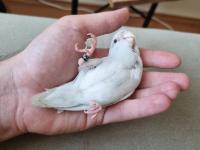 Amerikan beyaz full evcil 4.5 aylık forpus papağanım