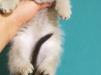 İki Dişi Yavru Kedim Ailesini Arıyor