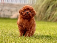A Kalite Poodle Bebeklerimiz
