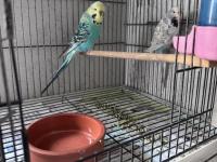 Show Jumbo Çift Muhabbet Kuşu