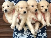 Irk Ve Sağlık Garantili Baby Face Golden Retriever