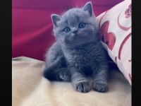 Safkan Ayı Surat Gri British Shorthair Yavrumuz