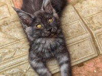 Maine Coon Yavruları