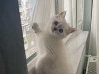 British shorthair blue point