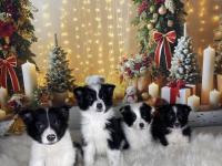 Zeka Küpü Border Collie Çocuklar