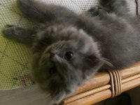 British Longhair Kedilerimiz 2 Tane
