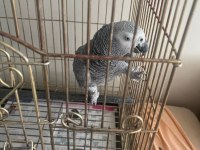 Meraklısına Kayseri Jako Papağanı