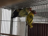 Cennet Ve Sevda Papağanı