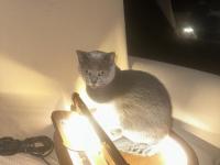 Oyuncu british arkadaş