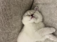 British Kedisi Yavrusu