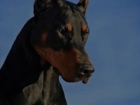 Sağlık ve ırk garantili doberman