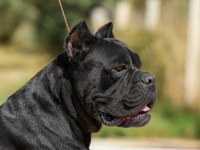 Irk Ve Sağlık Garantili Şecere Belgeli Cane Corso