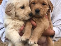 Irk Ve Sağlık Garantili Baby Face Golden Retriever