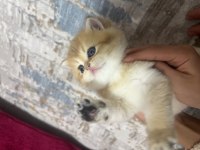 Saf Kan 2 Erkek Kardeş Golden British Kedimiz