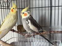 Sultan Papağanlarım Kafes Ve Malzemeler