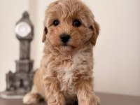 3 Dişi Ve 2 Erkek Maltipoo Yavrular