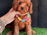 Safkan Toy Poodle Yavrularımız