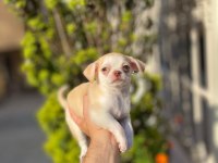 Teacup Mavi Göz Erkek Şivava Yavrum