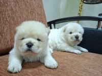 Pofuduk Oyun Arkadaşı Chow Chow Bebekler
