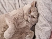 Kedimizi Özel Sebeplerden Dolayı Ücretsiz Sahiplendiriyoruz